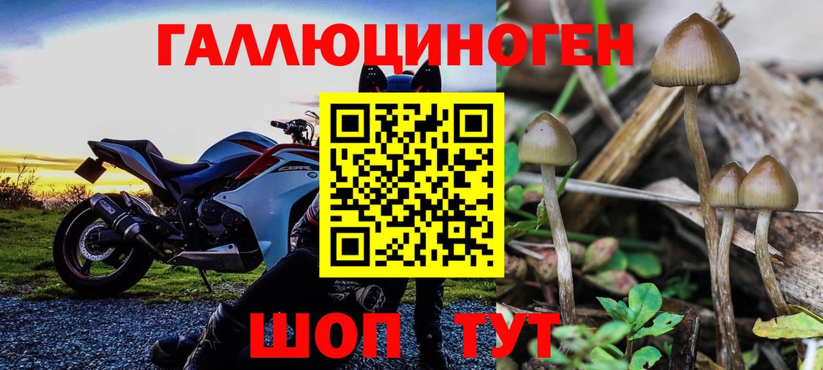 купить  сайты  Галлюциногенные грибы Psilocybine cubensis  Вход с VPN  Аргун 